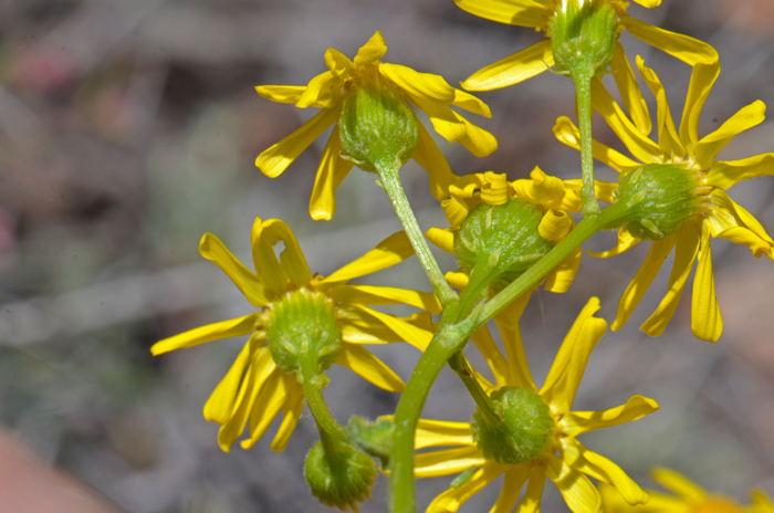 Oak Creek Ragwort flower heads are surrounded by green or yellow bracts as shown here. Packera quercetorum